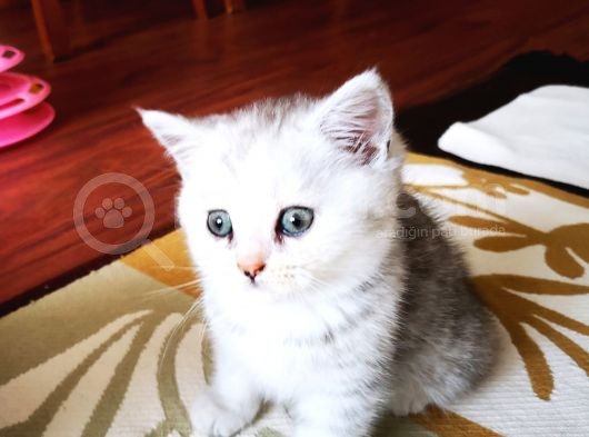 British Shorthair 2 Aylık Yavrular görsel