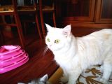 British Shorthair 2 Aylık Yavrular