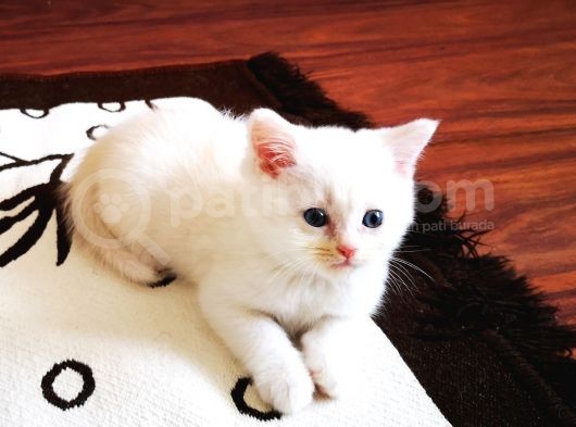 British Shorthair 2 Aylık Yavrular