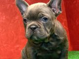 Erkek Güzeli̇ French Bulldog Blue Yavrularimiz