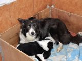 Burkem Den Border Collie Yavrularımız