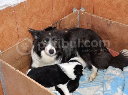Burkem Den Border Collie Yavrularımız görsel