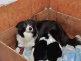 Burkem Den Border Collie Yavrularımız