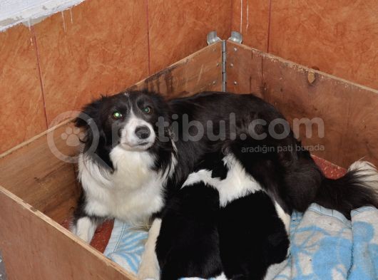 Burkem Den Border Collie Yavrularımız görsel