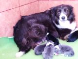 Burkem Den Border Collie Yavrularımız