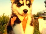 Burkem Den Si̇bi̇rya Kurdu (Husky) Yavrular