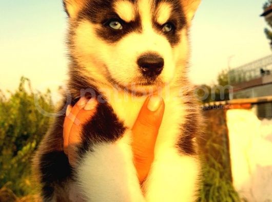 Burkem Den Si̇bi̇rya Kurdu (Husky) Yavrular görsel