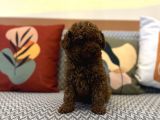 Toy Poodle Kaniş Kızıl Redbrown Safkan Orjinal Garantili