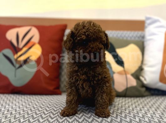 Toy Poodle Kaniş Kızıl Redbrown Safkan Orjinal Garantili görsel