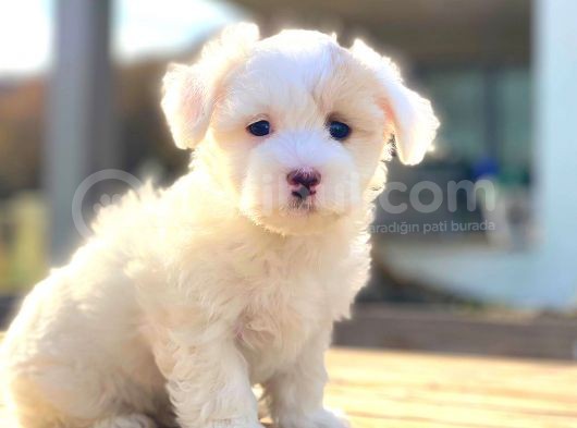Maltese Di̇şi̇ Erkek Teacup Sifir Numara Bebekler görsel