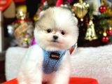 Safkan Pomeranian Teddy Yavruları