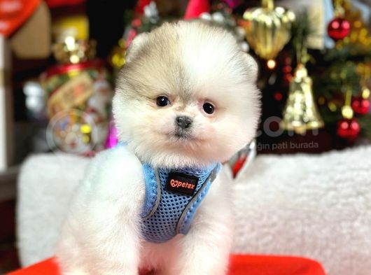 Safkan Pomeranian Teddy Yavruları görsel