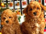 Poodle Ayarinda Malti̇po Bebekler Üst Kali̇te