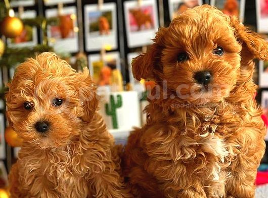 Poodle Ayarinda Malti̇po Bebekler Üst Kali̇te görsel