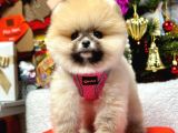Ayıcık Surat Boo Pomeranian Yavrular