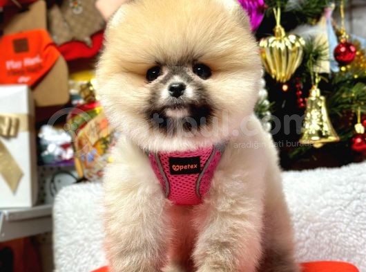 Ayıcık Surat Boo Pomeranian Yavrular görsel