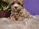 Dizayn Irk Sevimli Maltipoo Yavrular