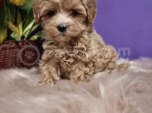 Dizayn Irk Sevimli Maltipoo Yavrular görsel