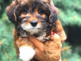 Tri̇ Colour Malti̇po Tracup