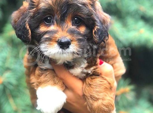 Tri̇ Colour Malti̇po Tracup