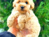 Malti̇po Teacup Üst Kali̇te Bebekler