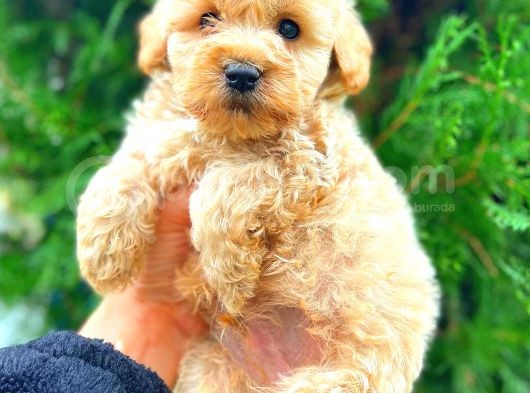 Malti̇po Teacup Üst Kali̇te Bebekler görsel