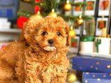 Poodle Ayarinda Malti̇po Bebekler Üst Kali̇te
