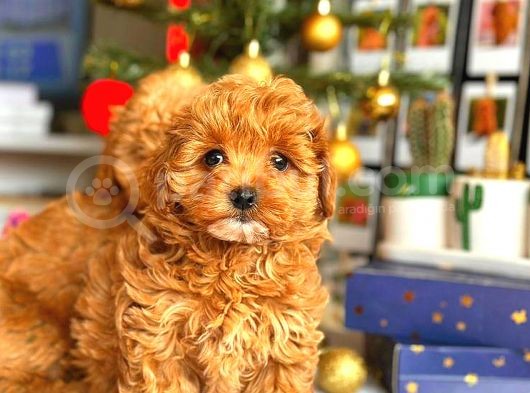 Poodle Ayarinda Malti̇po Bebekler Üst Kali̇te görsel