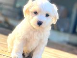Maltese Di̇şi̇ Erkek Teacup Sifir Numara Bebekler