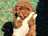 Ruhsatli Ciftligimizden Toy Poodle Bebekler