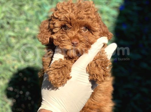 Ruhsatli Ciftligimizden Toy Poodle Bebekler
