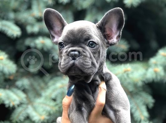 Süper Anatomi Egzotik Blue görsel
