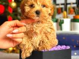 Poodle Ayarinda Malti̇po Bebekler Üst Kali̇te