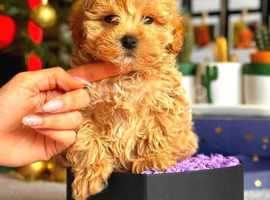 Poodle Ayarinda Malti̇po Bebekler Üst Kali̇te görsel