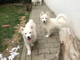 3 Aylık Tüm aşıları Yapıldı Sadece Çip Takılıcak Safkan Dişi Yavru