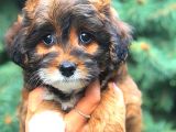 Tri̇ Colour Malti̇po Tracup