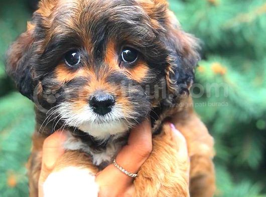 Tri̇ Colour Malti̇po Tracup görsel