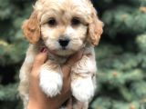 Latte Renk Maltıpoo