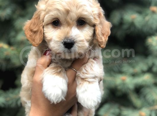Latte Renk Maltıpoo görsel