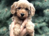 Orjinal Red Maltıpoo