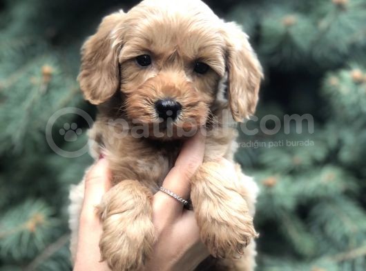 Orjinal Red Maltıpoo görsel