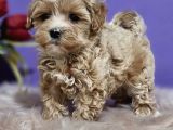 Dizayn Irk Sevimli Maltipoo Yavrular
