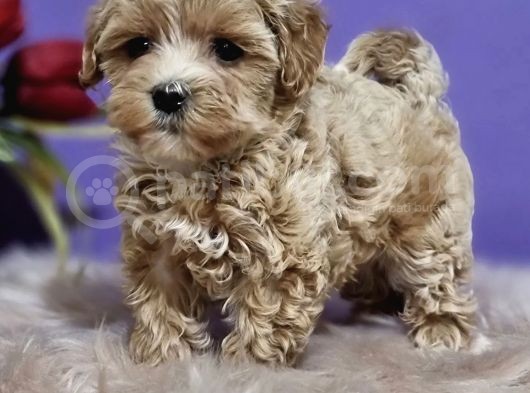 Dizayn Irk Sevimli Maltipoo Yavrular