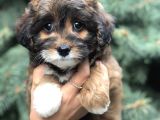 Three Color Maltıpoo