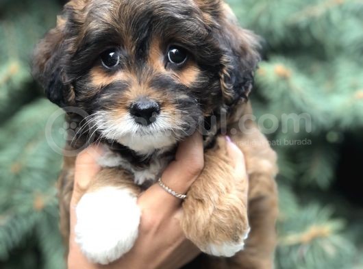 Three Color Maltıpoo görsel