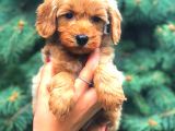Red Teacup Malti̇po Erkek