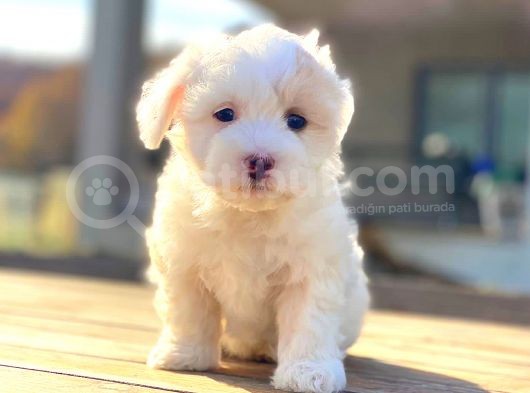 Maltese Di̇şi̇ Erkek Teacup Sifir Numara Bebekler görsel