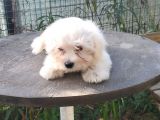 Erkek Ve Dişi Maltese Terrier
