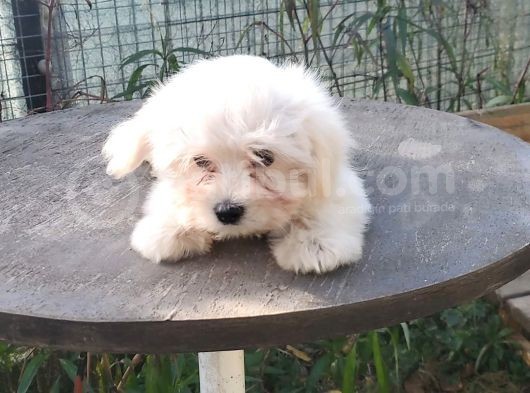 Erkek Ve Dişi Maltese Terrier