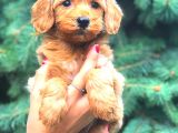 Red Teacup Malti̇po Erkek